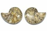 Jurassic Cut & Polished Nautilus (Cymatoceras) Fossil -Madagascar #365500-1